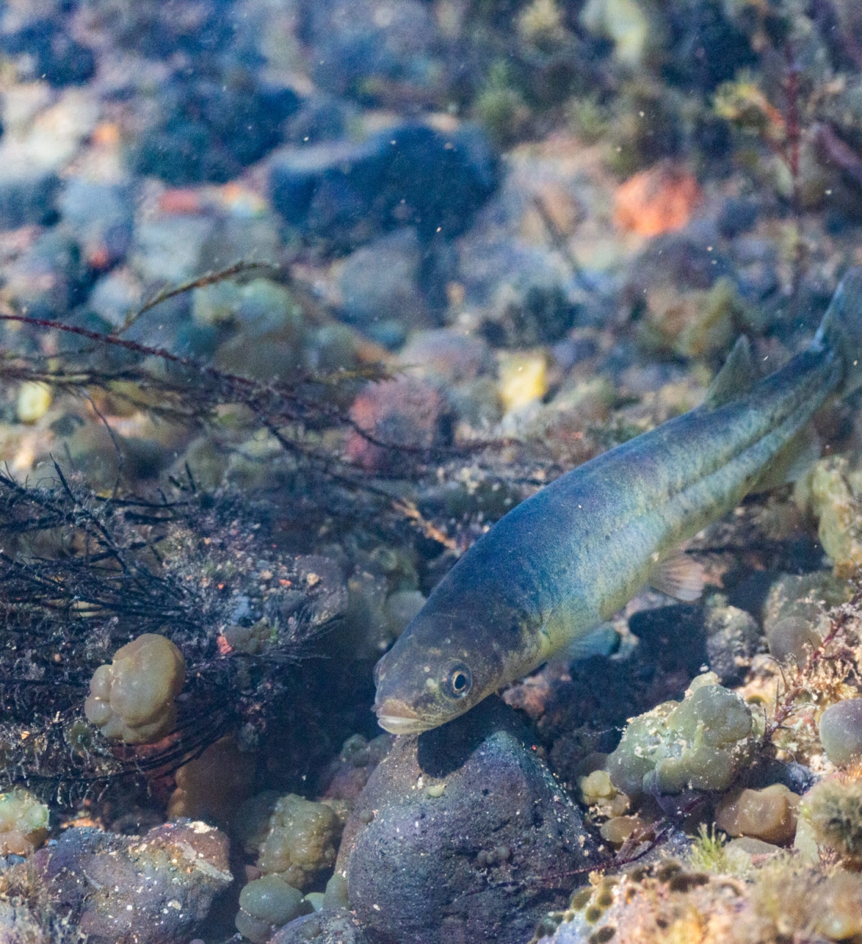 Trophic webs of the aquatic ecosystems at the Meullín-Puye Sanctuary