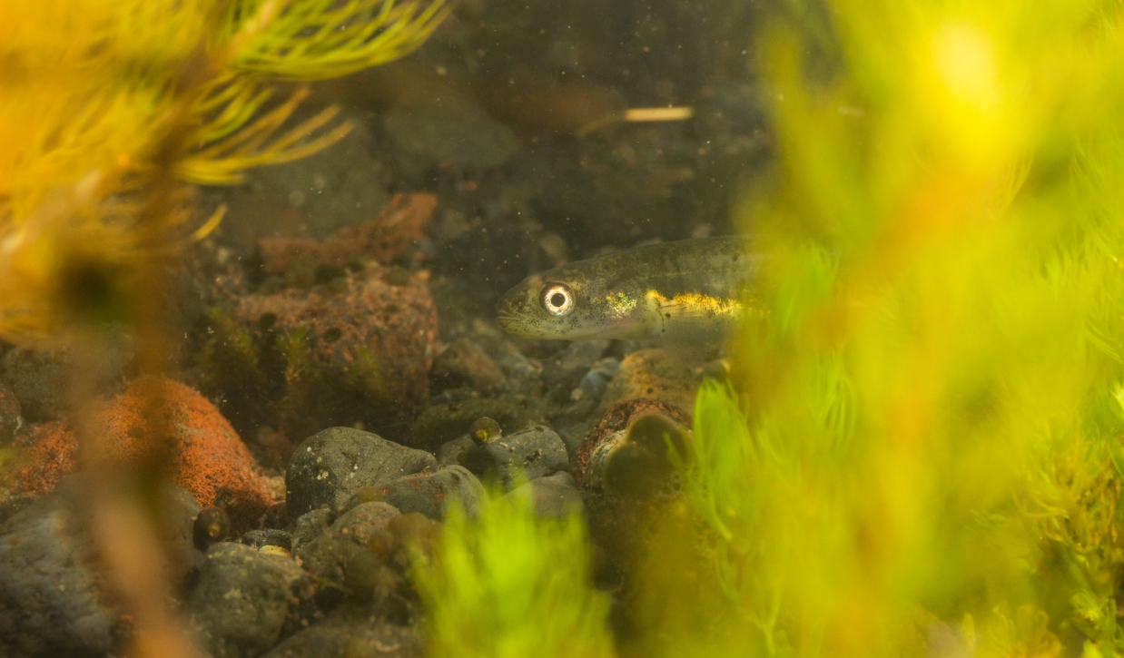 Trophic webs of the aquatic ecosystems at the Meullín-Puye Sanctuary