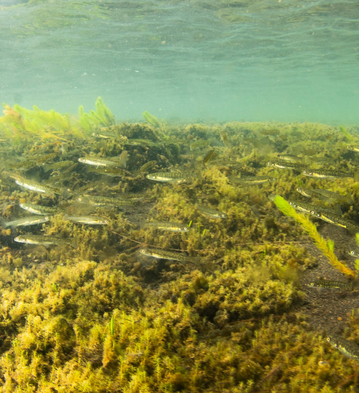 Trophic webs of the aquatic ecosystems at the Meullín-Puye Sanctuary