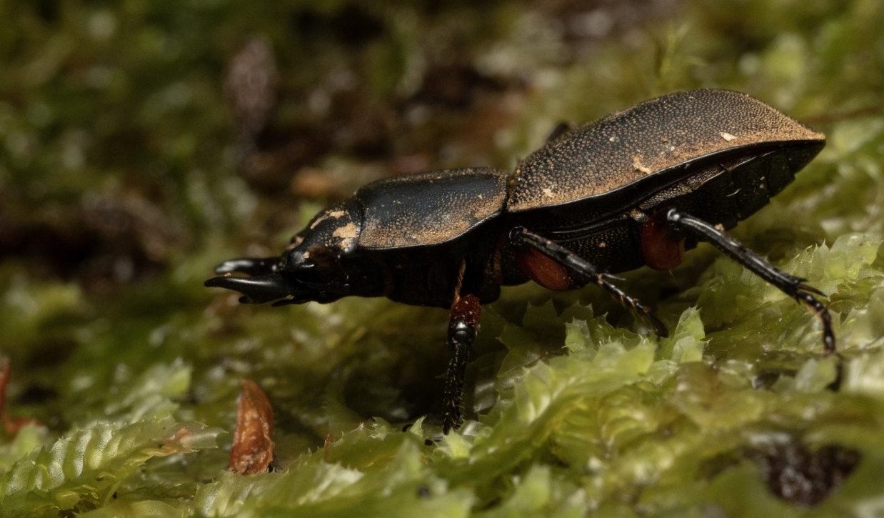 Proyecto Idea Wild- Descubriendo la Diversidad de Invertebrados en el Santuario de la Naturaleza Meullín-Puye