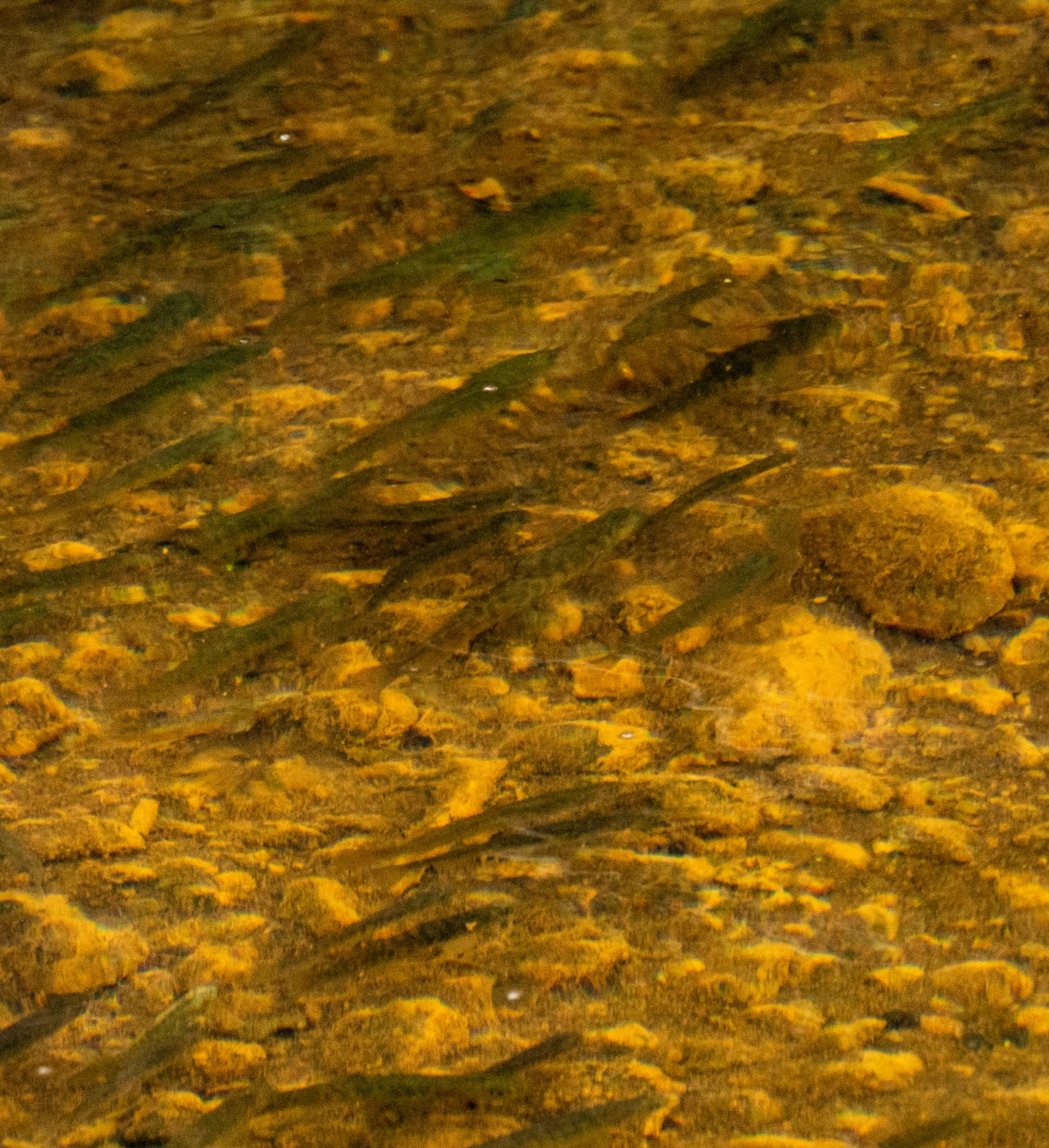 Trophic webs of the aquatic ecosystems at the Meullín-Puye Sanctuary