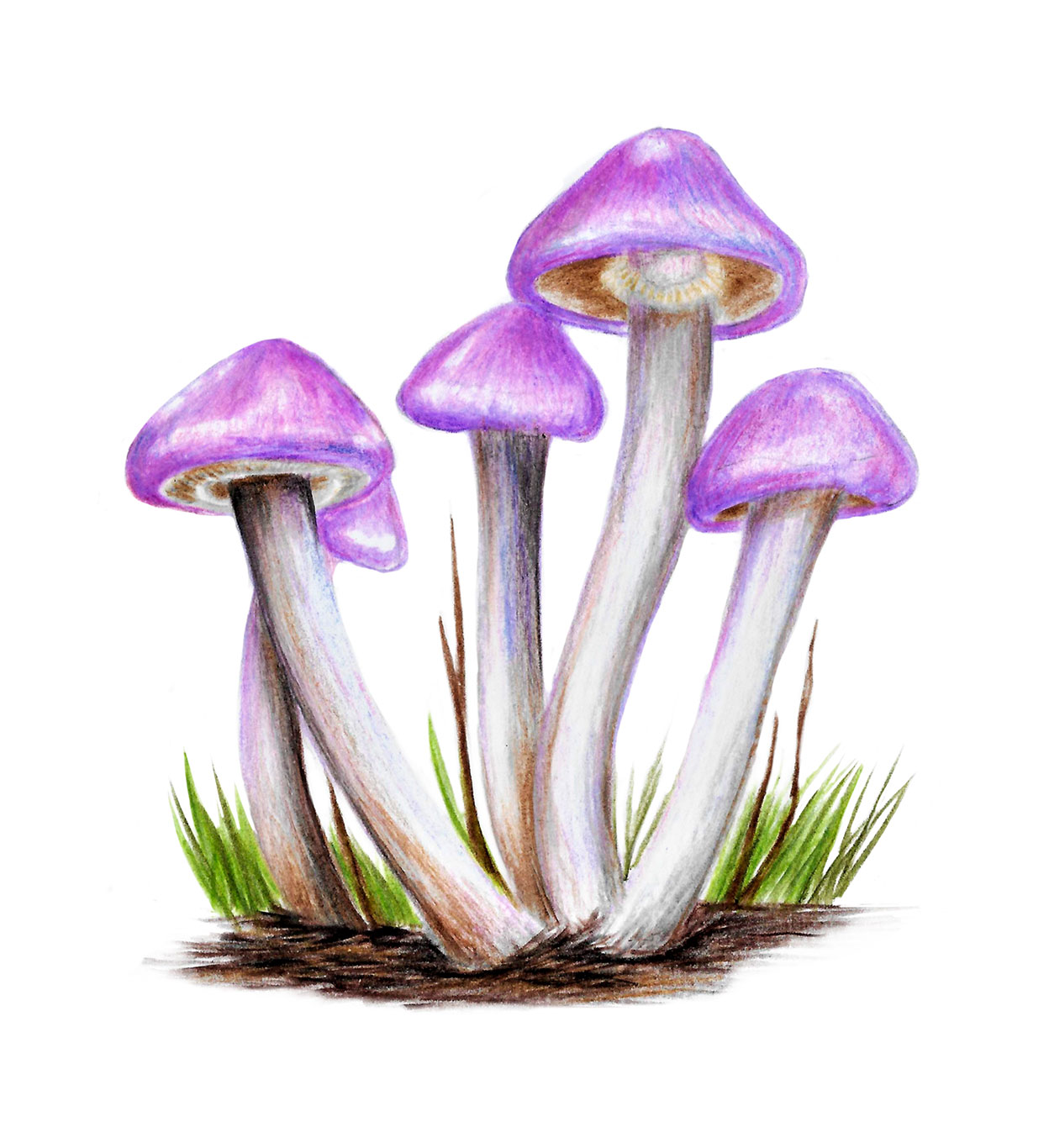 Macrohongo - Hongo de sombrero violeta