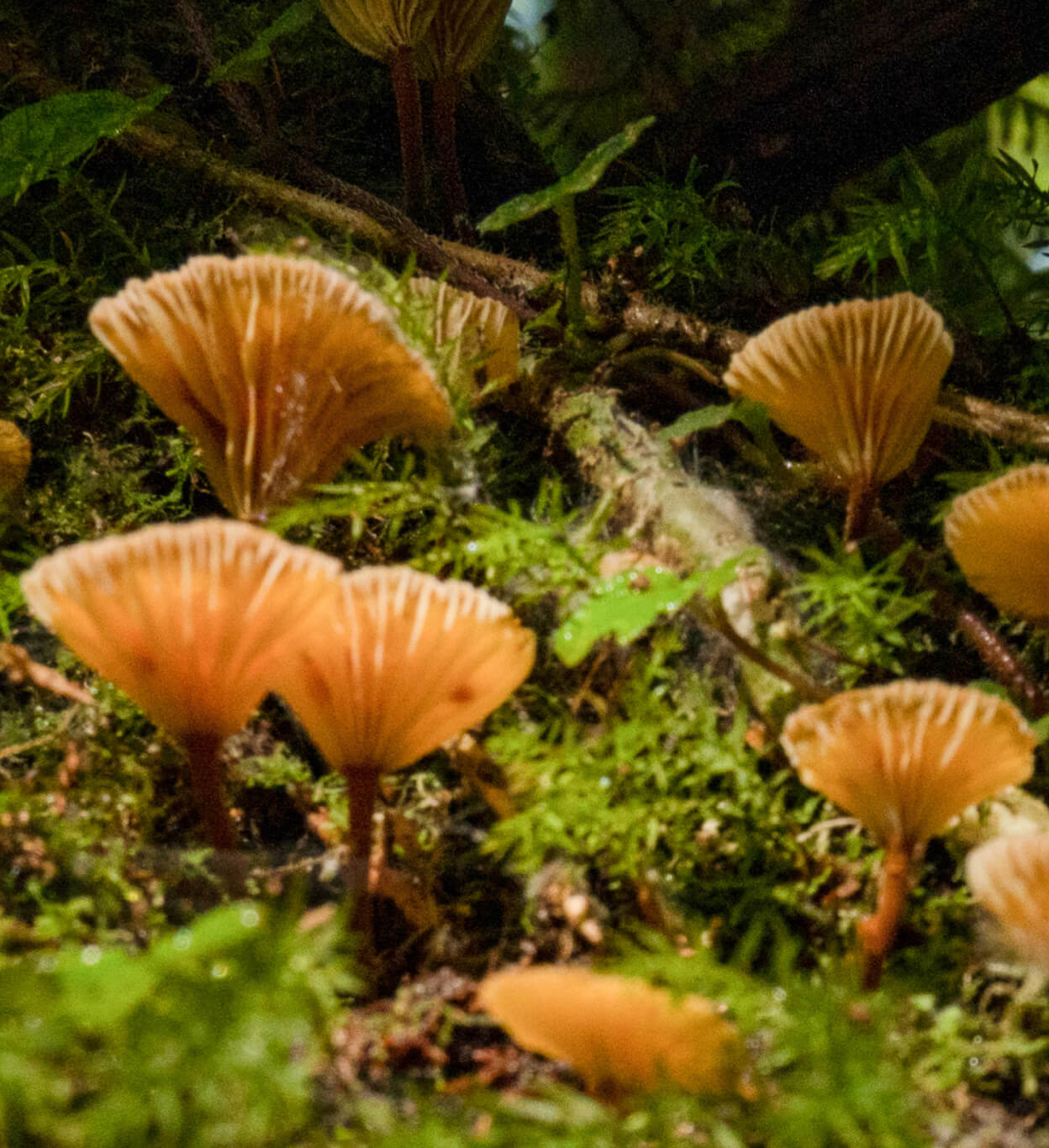 Macrofungi in the temperate rainforest