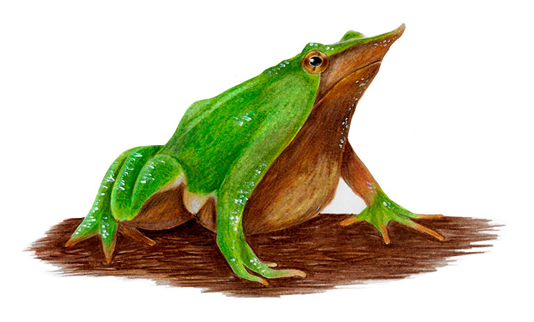 Darwin's frog