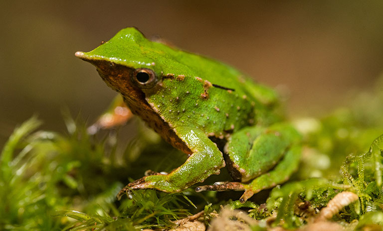 Darwin's frog