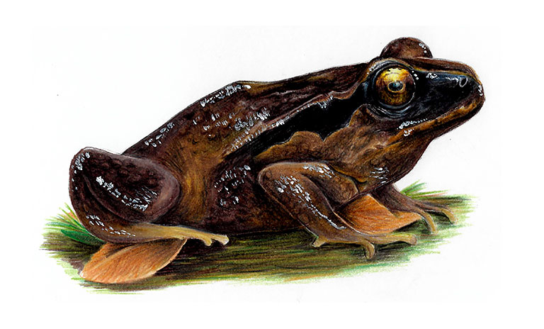 Chiloe Island ground frog