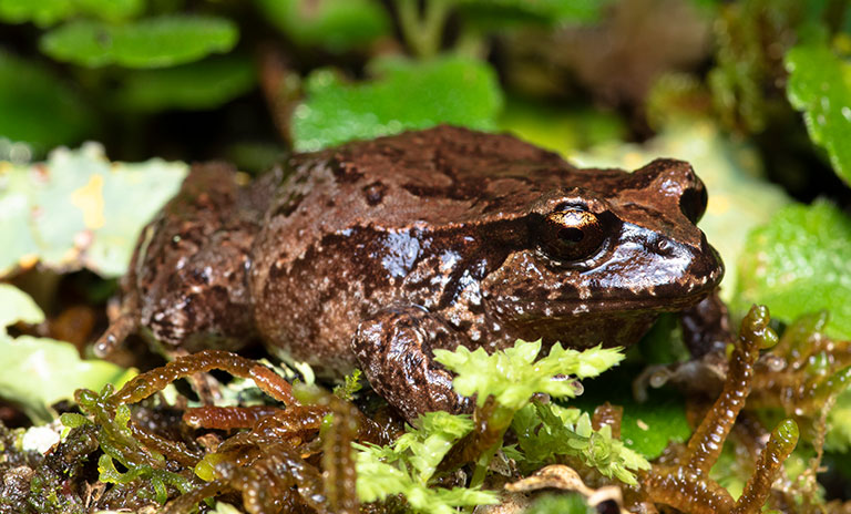 Rana de hojarasca austral