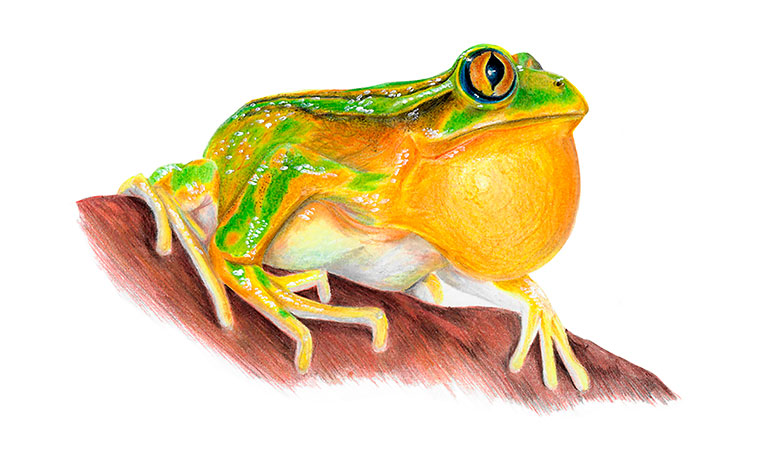 Emerald forest frog