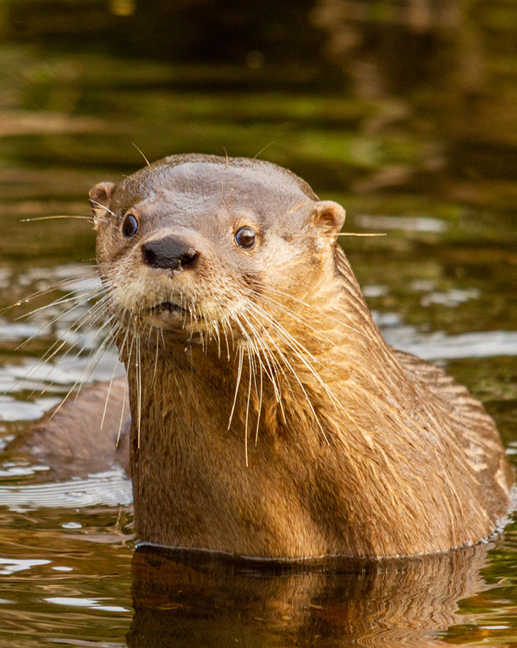 Southern river otter