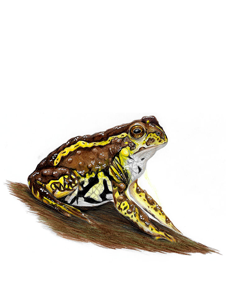 Patagonian toad