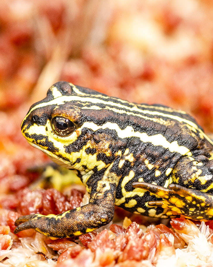 Patagonian toad