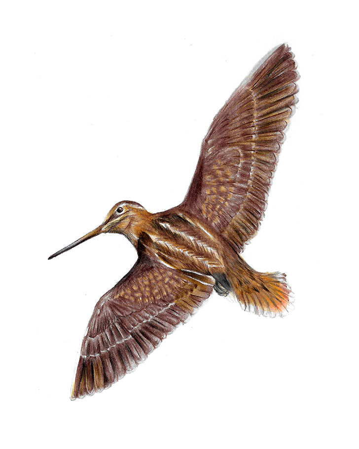 South American snipe