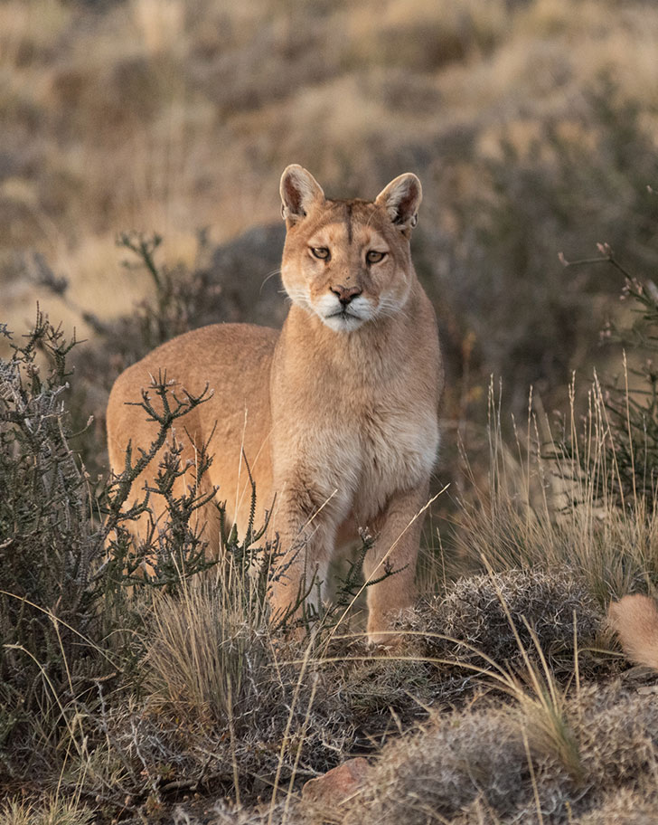 Cougar