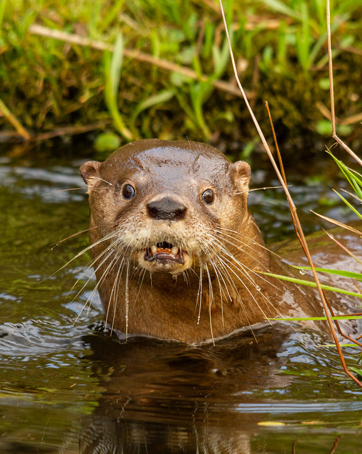 Southern river otter