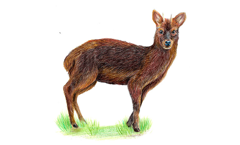 Pudú