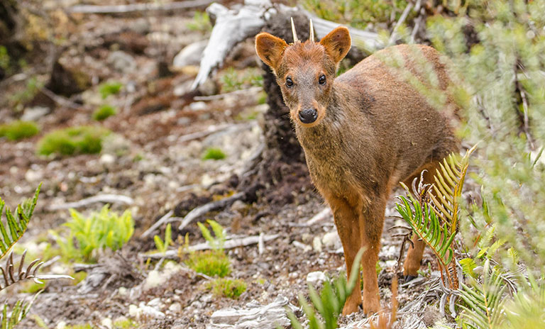 Pudú