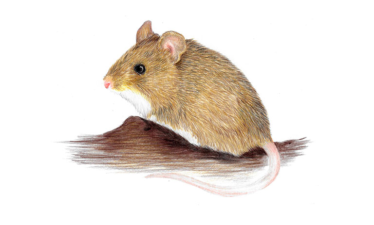 Olive grass mouse