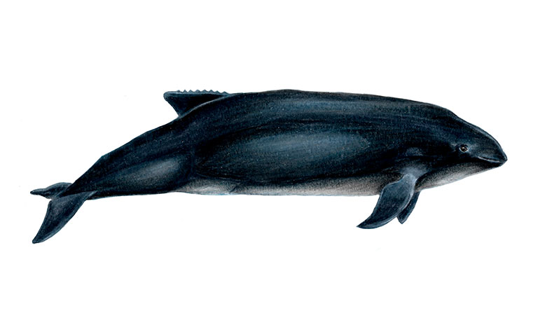 Burmeister's porpoise