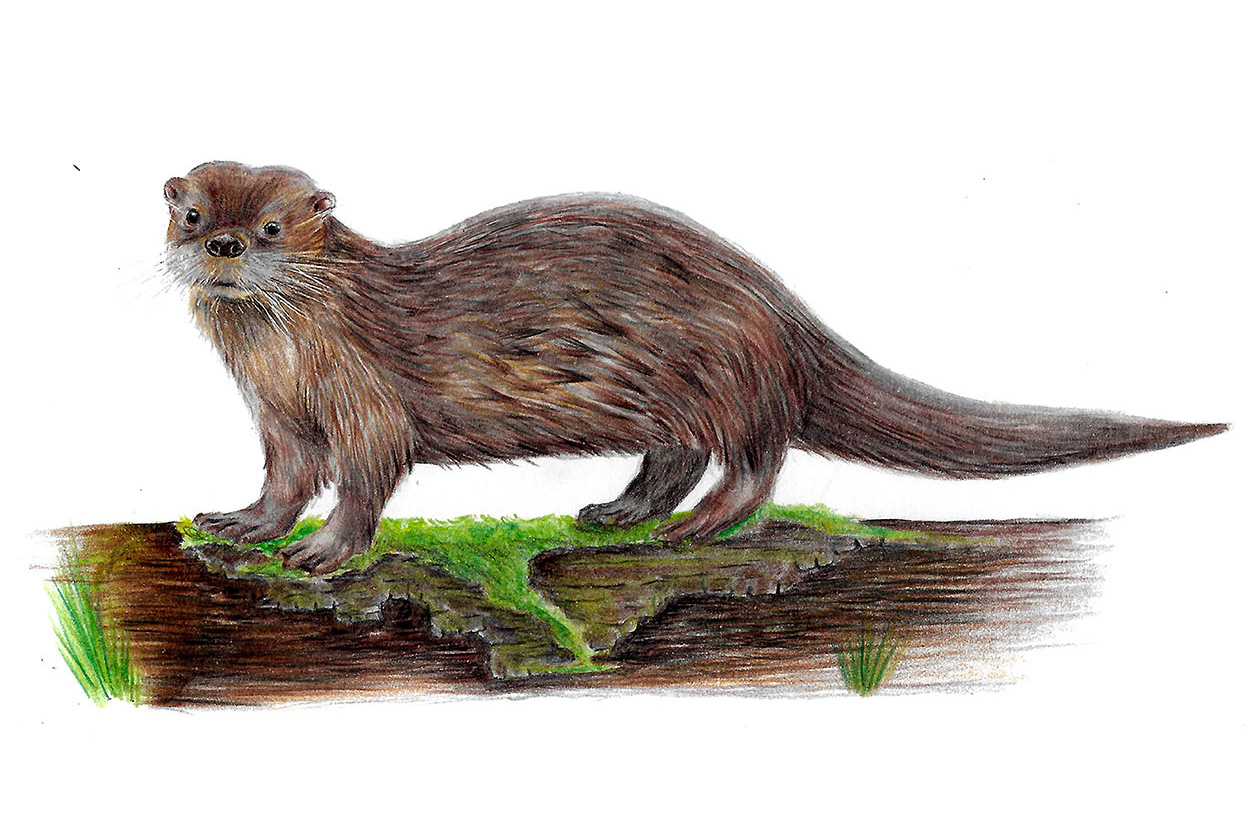 Southern river otter 