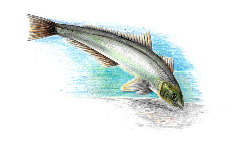 Robalo